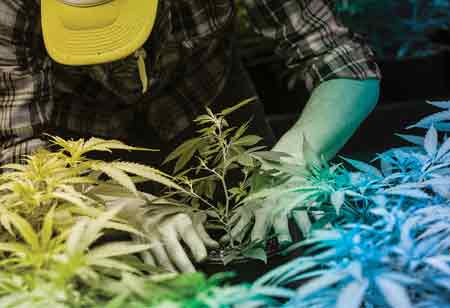 A Cannabis Business's Starting Costs